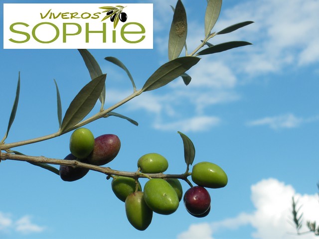 Variedad de olivo CHETOUI